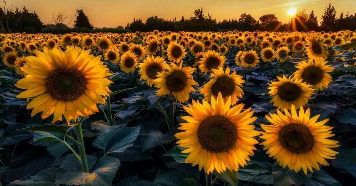 Best Sunflower Captions for Instagram