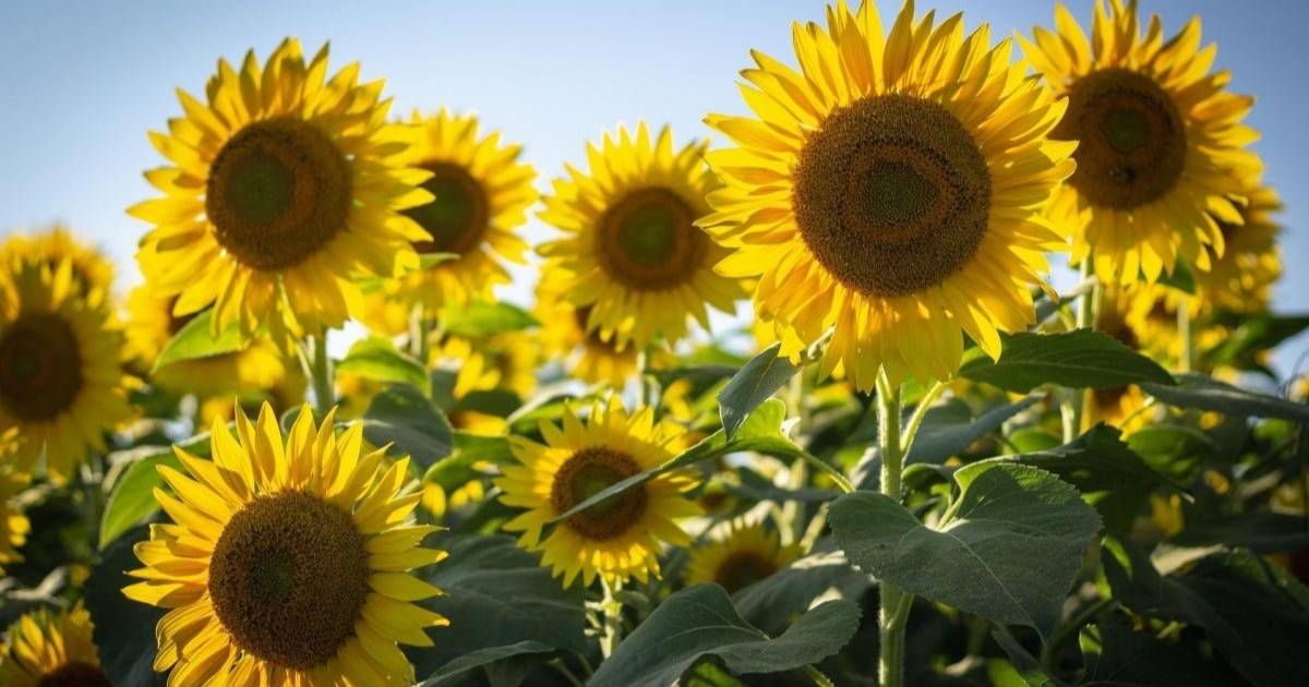 Unique Sunflower Captions