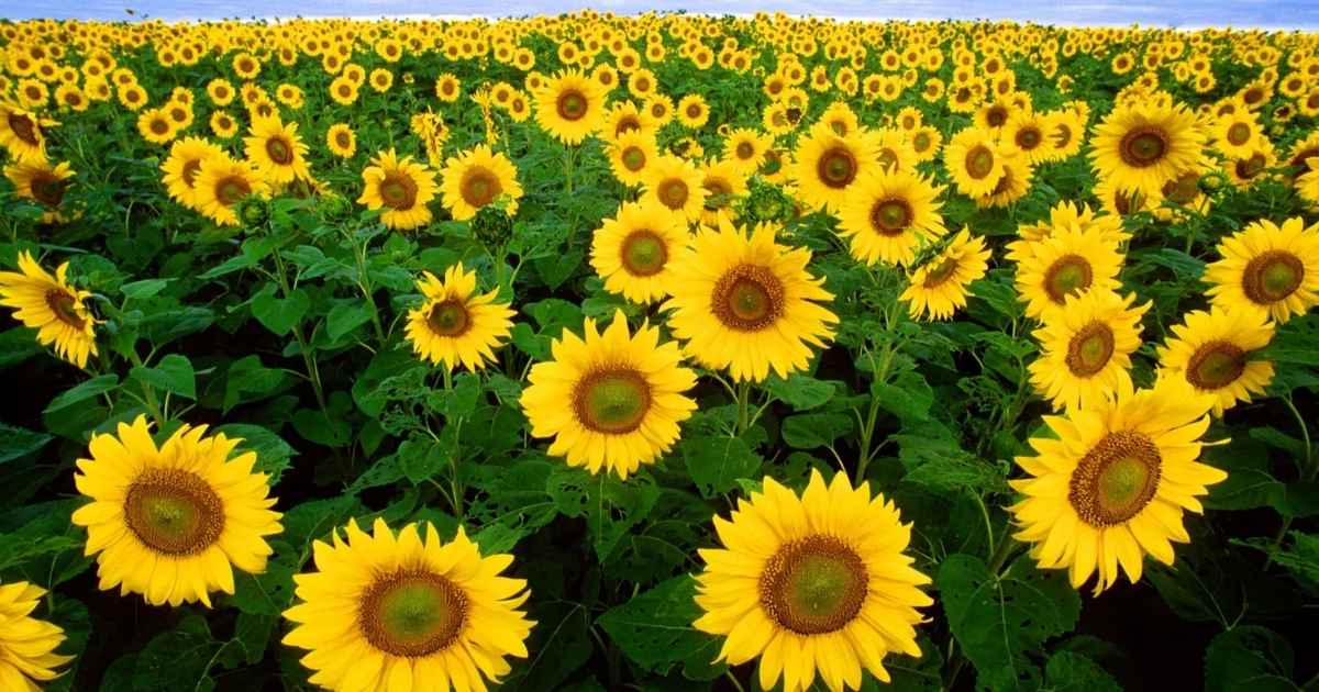 Sunflower Captions for Instagram