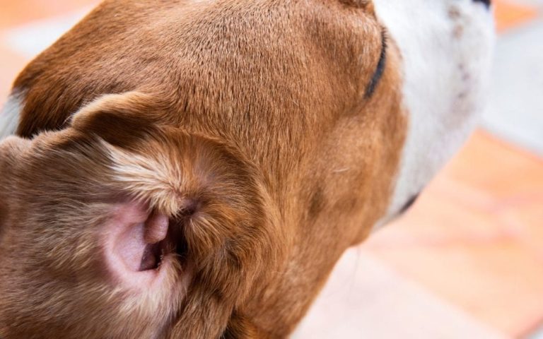 Severely Infected Dog Ear Wax: Identification Pictures & Treatment Options